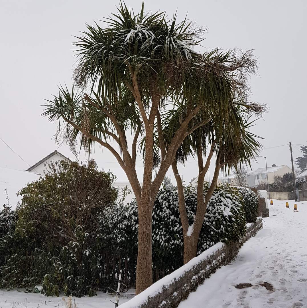 Cornwall Palmen im Schnee
