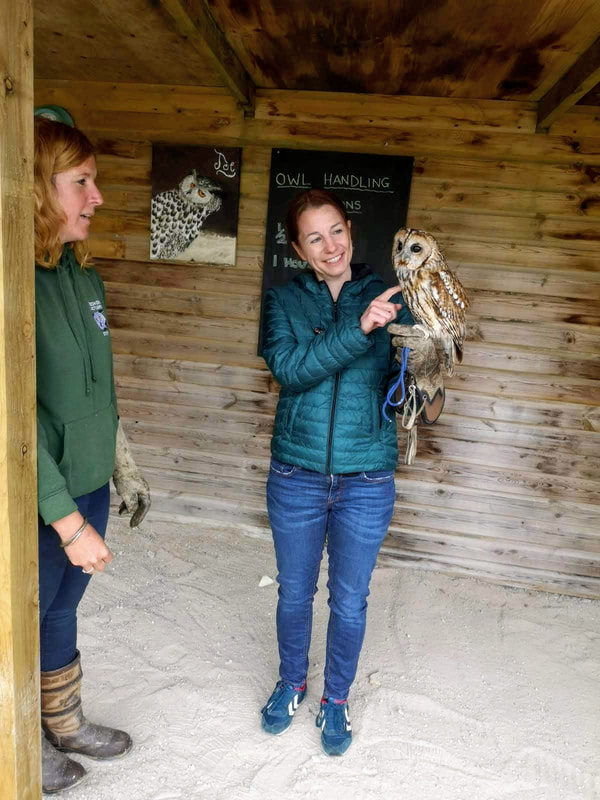 screech owl sanctuary cornwall owl handling experience