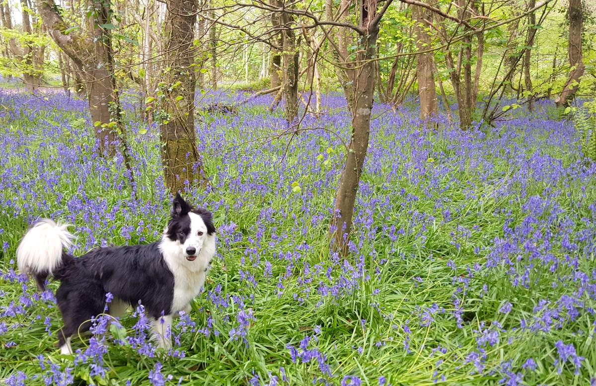 Mit Hund in Cornwall Wälder